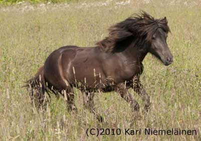 Almiina kes�ll� 2010