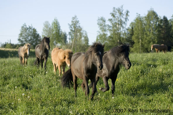 Oripoikia laitumella kes�ll� 2007